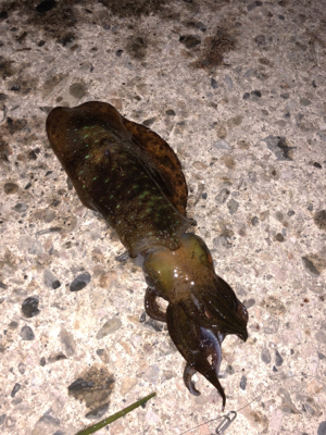 ぼうず？セーフ？