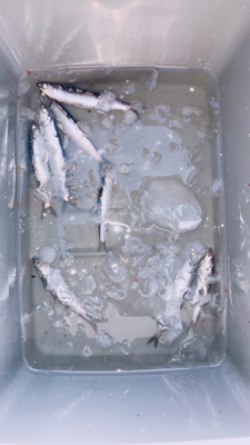 人生初釣りヒット 取り損ねたー