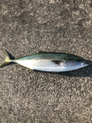 夕方からの釣行