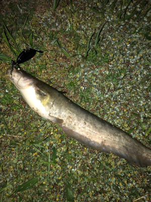 初夏のトップウォーター