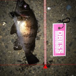 メバルダメシーバス活性高し