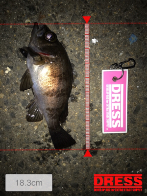 メバルダメシーバス活性高し