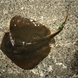 何処にいった！？