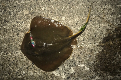 何処にいった！？