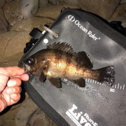 第5回鳴門メバルカップ