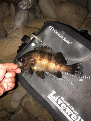 第5回鳴門メバルカップ