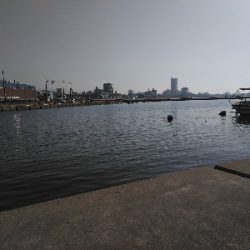 漁港岸の落とし込みで良型ガシラGET