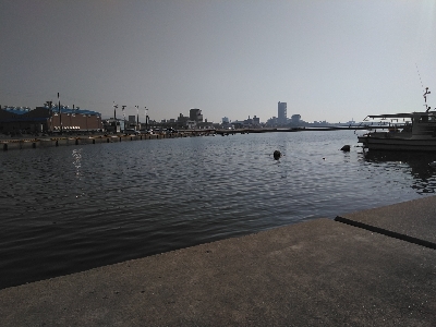 漁港岸の落とし込みで良型ガシラGET