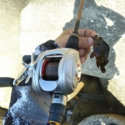 マイクロガシラ…