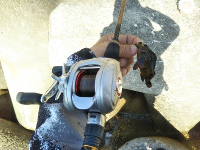 マイクロガシラ…