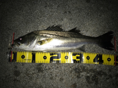 四日市バチパターン