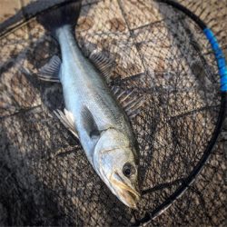 セットアッパーで1本