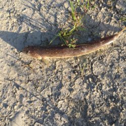 青物ねらいで・・・