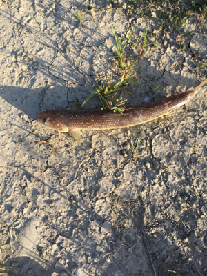 青物ねらいで・・・