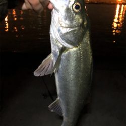 バチパターン開幕