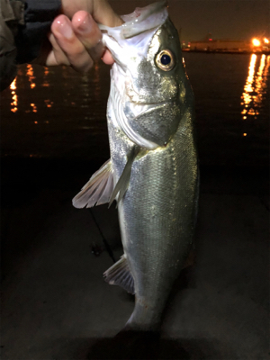 バチパターン開幕