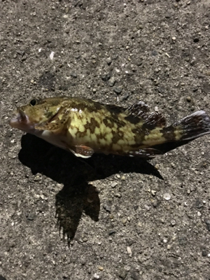 コウイカを求めて