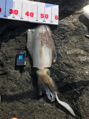 ヤエンでキロアップのアオリイカ