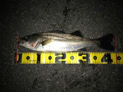 四日市バチパターン エリテンEVO