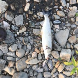 稚鮎パターン？