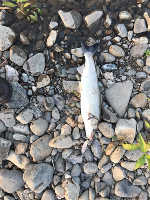 稚鮎パターン？