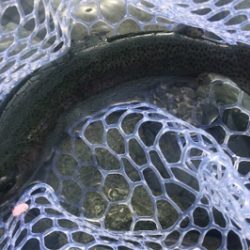 子供達とトラウト