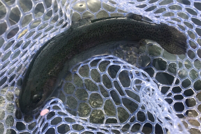 子供達とトラウト