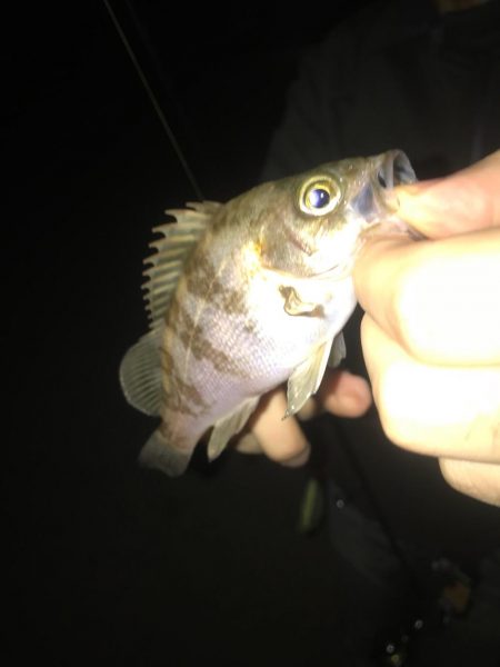 GW釣行1日目「アレっ」