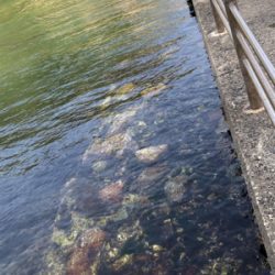 気楽にフィッシング！