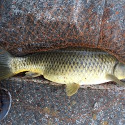 カープフィッシング