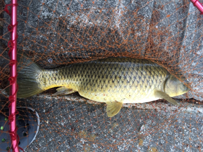 カープフィッシング