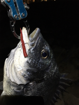 淀川ブリームゲーム 18年初キビレ