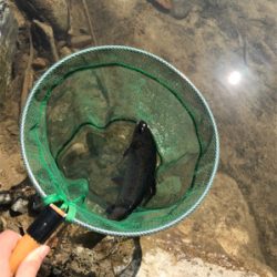 北田原でマス釣り