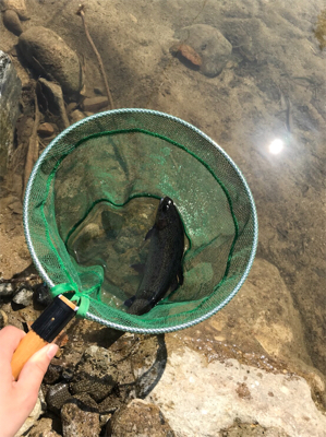 北田原でマス釣り