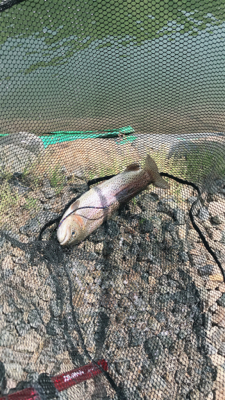 フィッシングスポットパスタイム