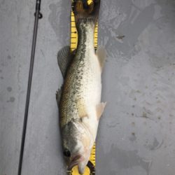 GW前半 中一日中釣行