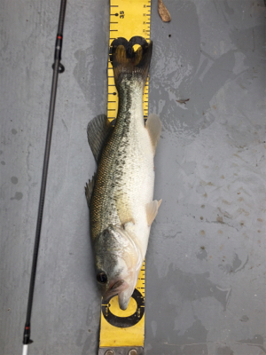 GW前半 中一日中釣行