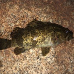 タケノコメバル