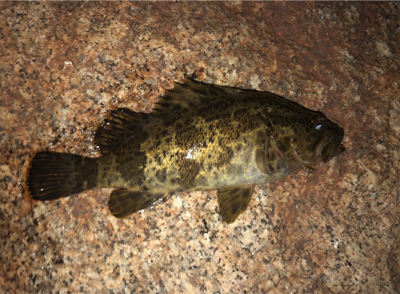 タケノコメバル