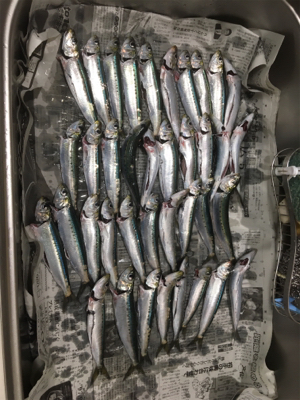 イワシの入れ食い