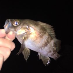 明石でメバリング