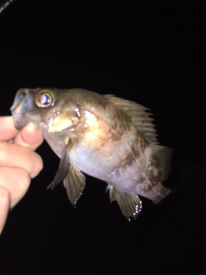 明石でメバリング