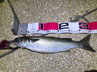 シーバスチャレンジ