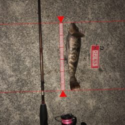 ボトムワインド