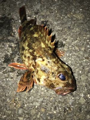 ワームでガシラ