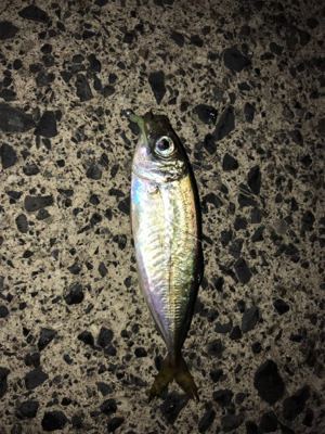 運良く釣れてくれました(笑)。