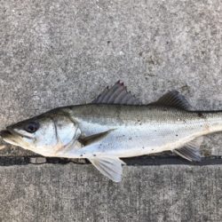 エビを撒けども渋い状態！ガシラは好調