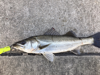 エビを撒けども渋い状態！ガシラは好調