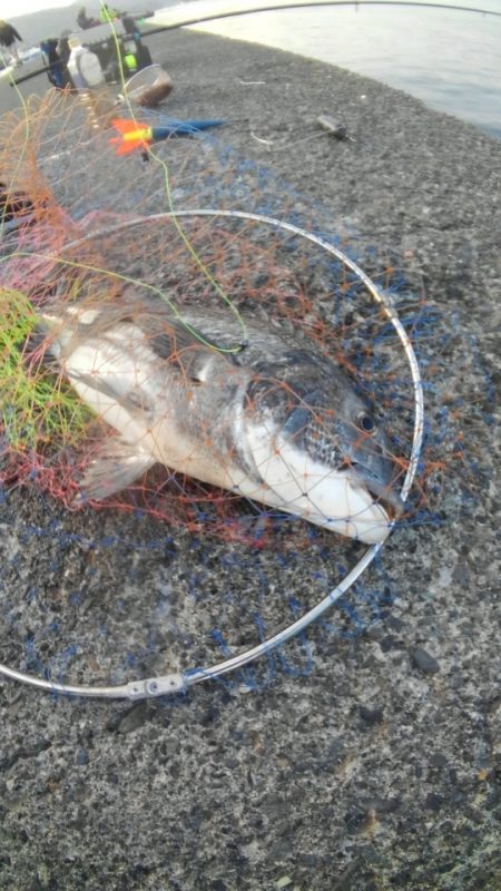 鯛のノッコミ始まってます。