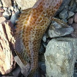 オオモンハタ！